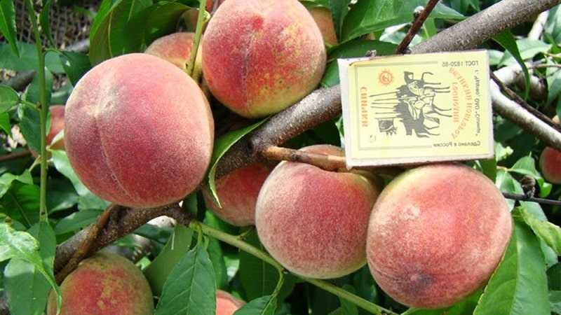Персик в средней полосе россии: посадка и уход, 13 лучших сортов для выращивания
