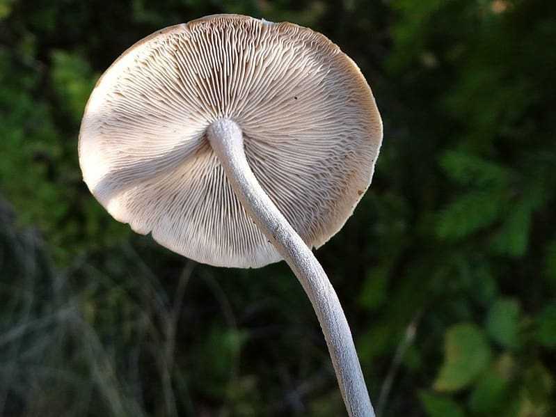 Условно-ядовитые грибы, вызывающие психодислептический псилоцибиновый синдром