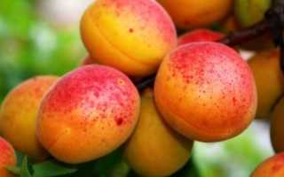 Описание сорта абрикосов восторг и характеристики урожайности и морозостойкости - всё про сады