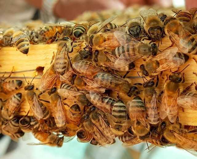 Пчелиная матка – королева или рабыня?..