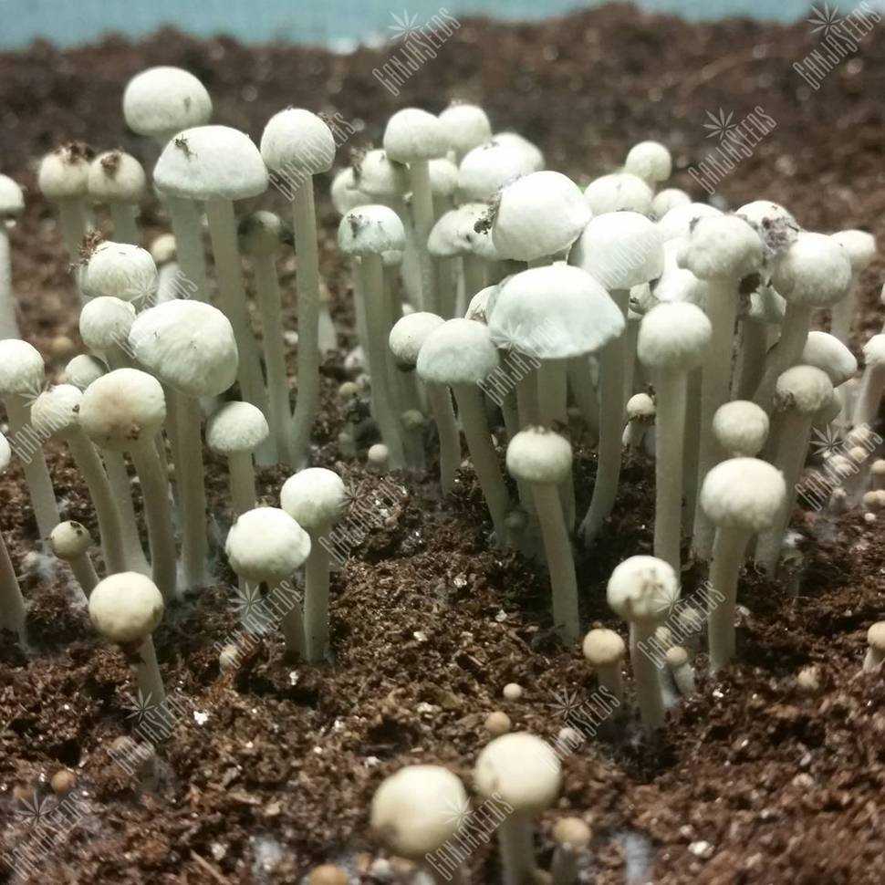 грибы наркотик