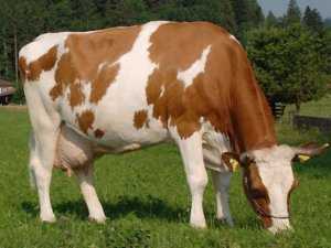 Симментальская порода коров: характеристика