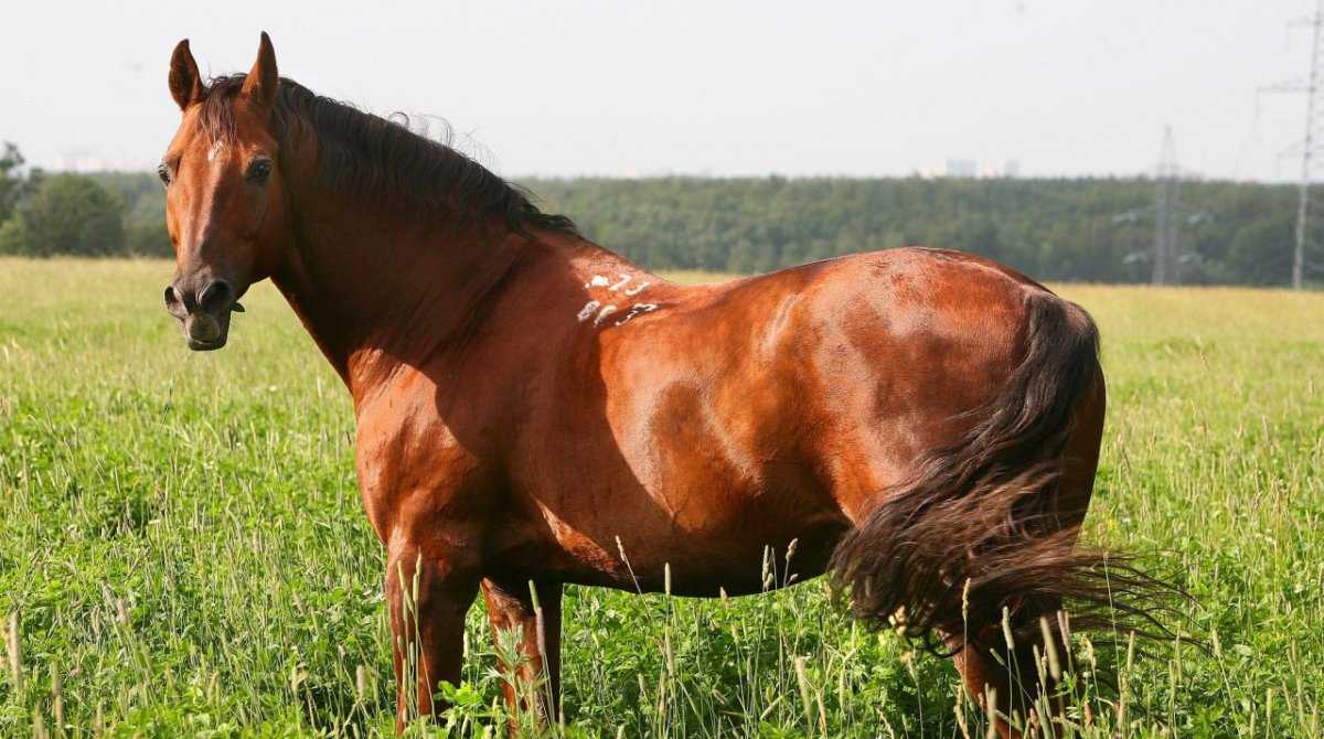 Донская порода лошадей: история, описание, фото и видео, характеристика, характер