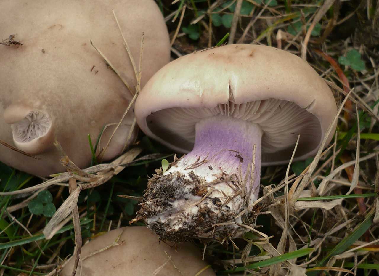 Рядовка частопластинковая (tricholoma stiparophyllum) –  грибы сибири