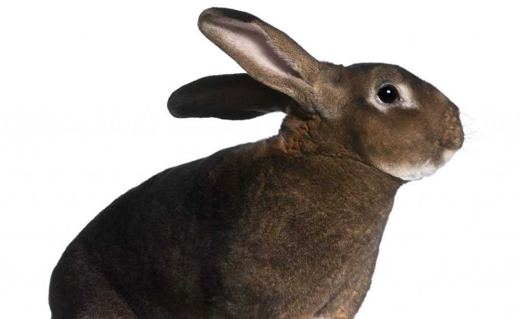 Разведение кроликов породы рекс