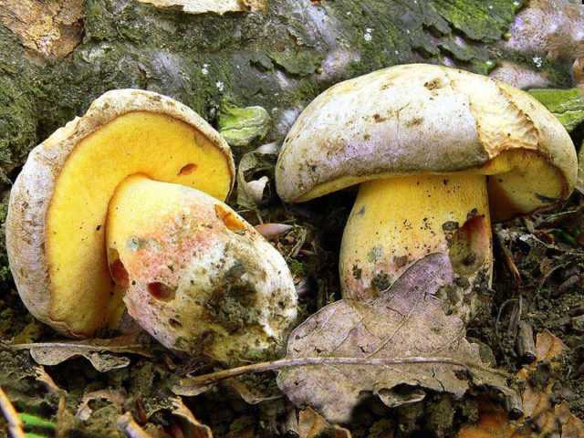 Боровик несъедобный (boletus calopus): фото и описание гриба