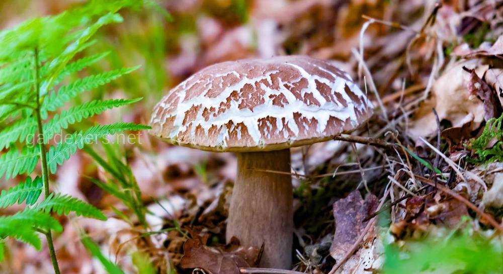 Боровик коренящийся: можно есть или нет, как выглядит гриб, почему его не употребляют в пищу. На какие съедобные и несъедобные грибы он похож.