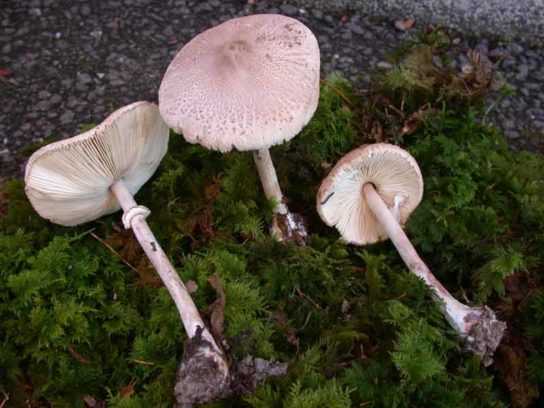 Гриб зонтик пестрый: съедобный и 5 видов опасных двойников с фото
