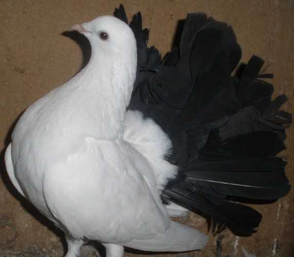 Голуби (47 фото): описание и разведение. как выглядит городской голубь и как они высиживают яйца? кормушки и домики для птиц. где они живут зимой?