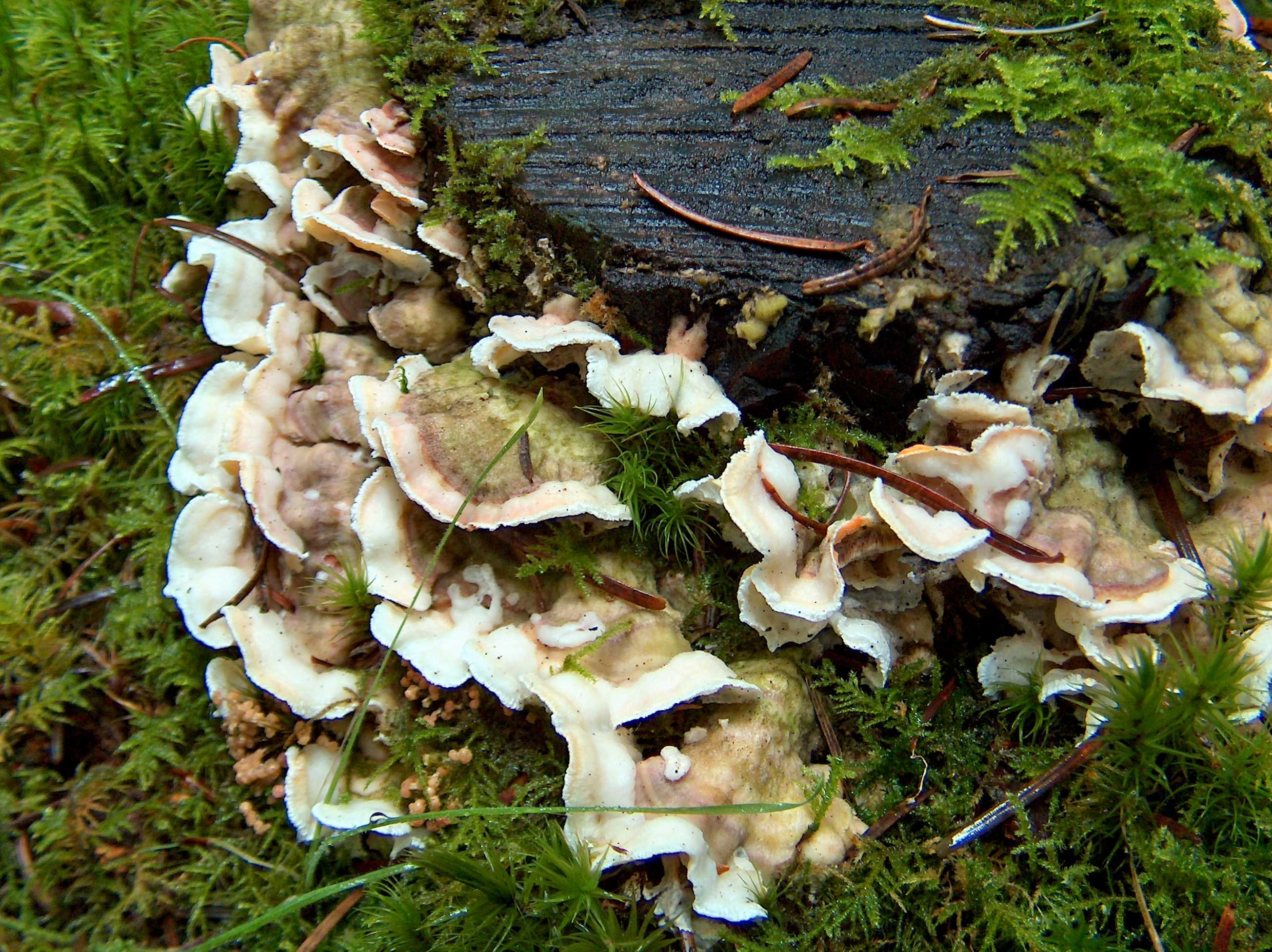 Скелетокутис розово-серый: фото, видео, описание плодового тела. Где растет гриб, в каких лесах. Съедобный или нет. Двойники и их отличия.