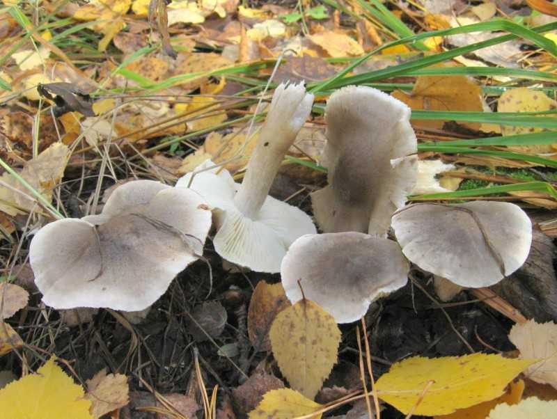 Рядовки: фото и описание съедобных и несъедобных грибов