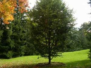 Бук — величественное дерево, распространенное до ледникового периода