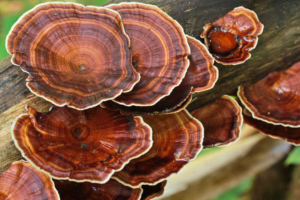 Маслёнок лиственничный (suillus grevillei) –  грибы сибири