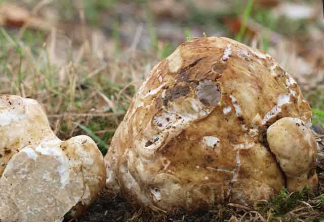 Ложный валуй или гебелома клейкая: описание гриба, распространение