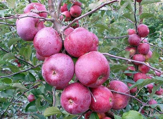 50 фото и описание яблони «лигол», ? посадка, уход, ее полезные свойства и противопоказания