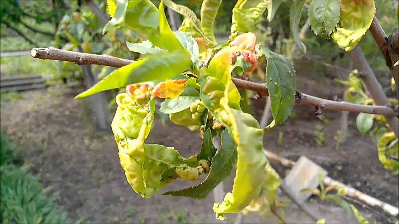 Курчавость листьев персика (нектарина): лечение, опрыскивание весной и не только, обработка от болезни