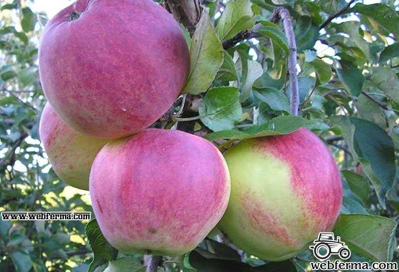 Сорт яблок звездочка – что привлекает садоводов и бизнесменов?