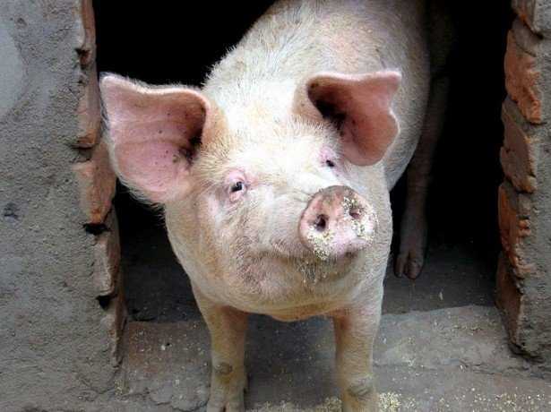 Забой свиней в домашних условиях: эффективные методы забоя и разделки туши
