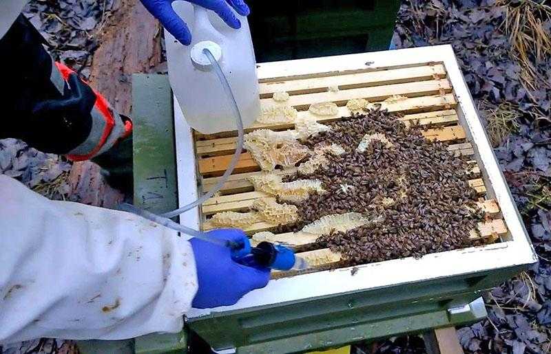 Обработка пчел от клеща осенью бипином - приготовления раствора, дозировки, сроки