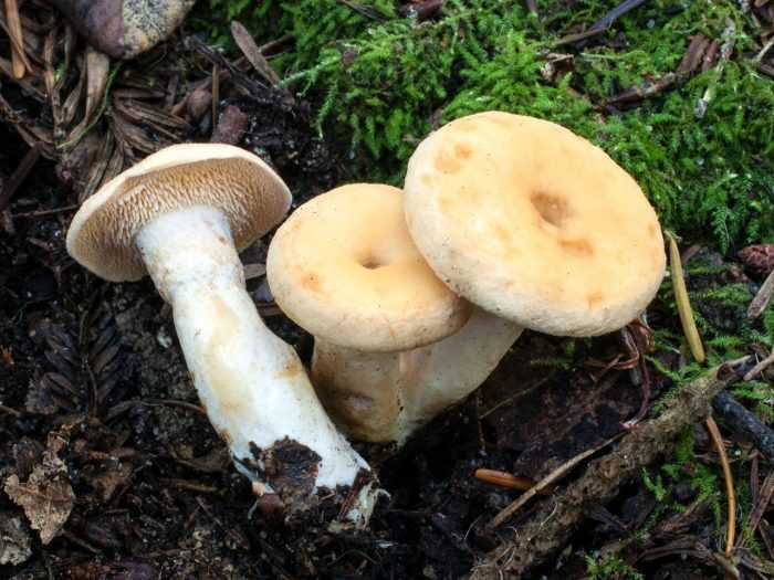 Ежовик желтый (hydnum repandum): фото, описание и как готовить этот гриб