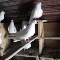 Домашние голуби: лучшие породы, содержание и кормление