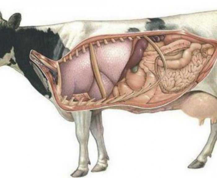 Слизистая рубца. Система органов пищеварения КРС. Пищеварительная система коровы анатомия. Анатомия пищеварительной системы КРС. Пищеварительный тракт коровы.