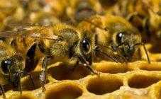 Гнилец у пчел лечение препараты виды дозы лекарств - скороспел