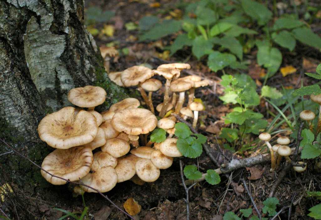 Опята — виды, особенности, полезные свойства, где растет, как собирать и как отличать от ложных популярный гриб