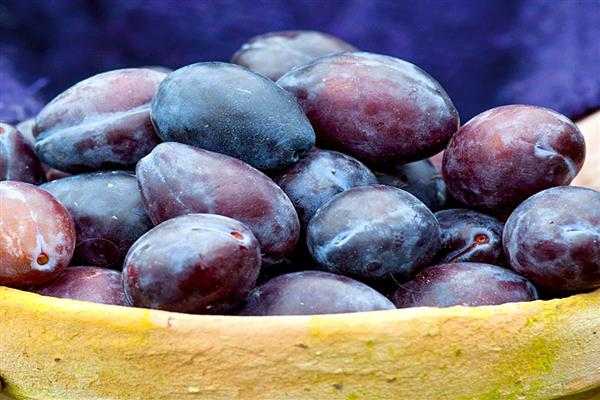 Cамоплодные сорта сливы — рекомендуемые сорта для посадки в разных регионах россии