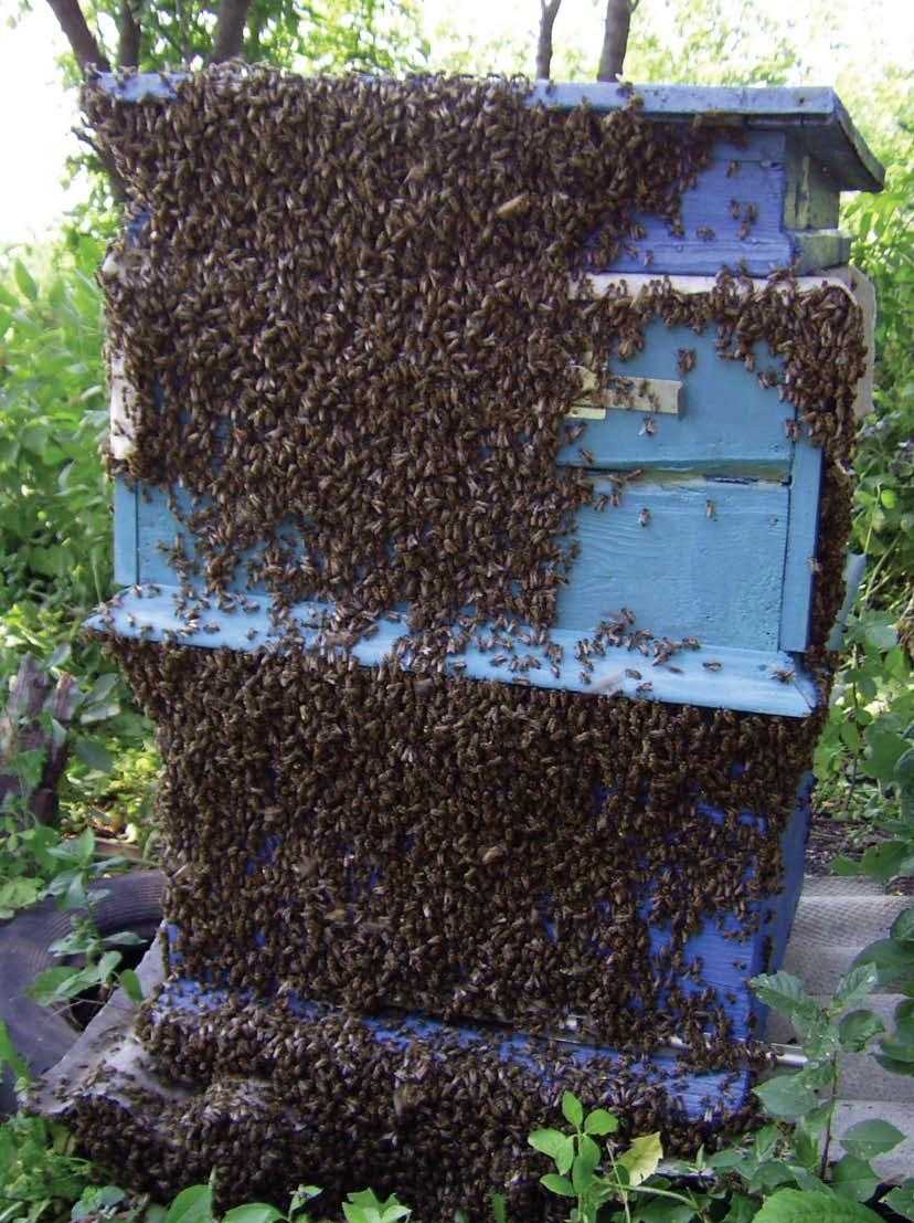 Медосбор пчел: секреты получения больших медосборов
