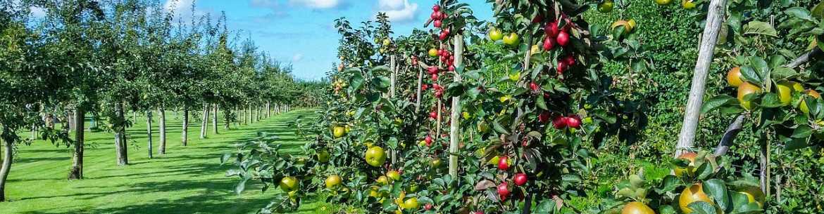 Как правильно сажать яблоню осенью: пошаговая инструкция