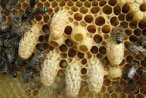 ✅ о нападении пчел на пчел, пчелиное воровство, что делать когда уже началось - tehnomir32.ru