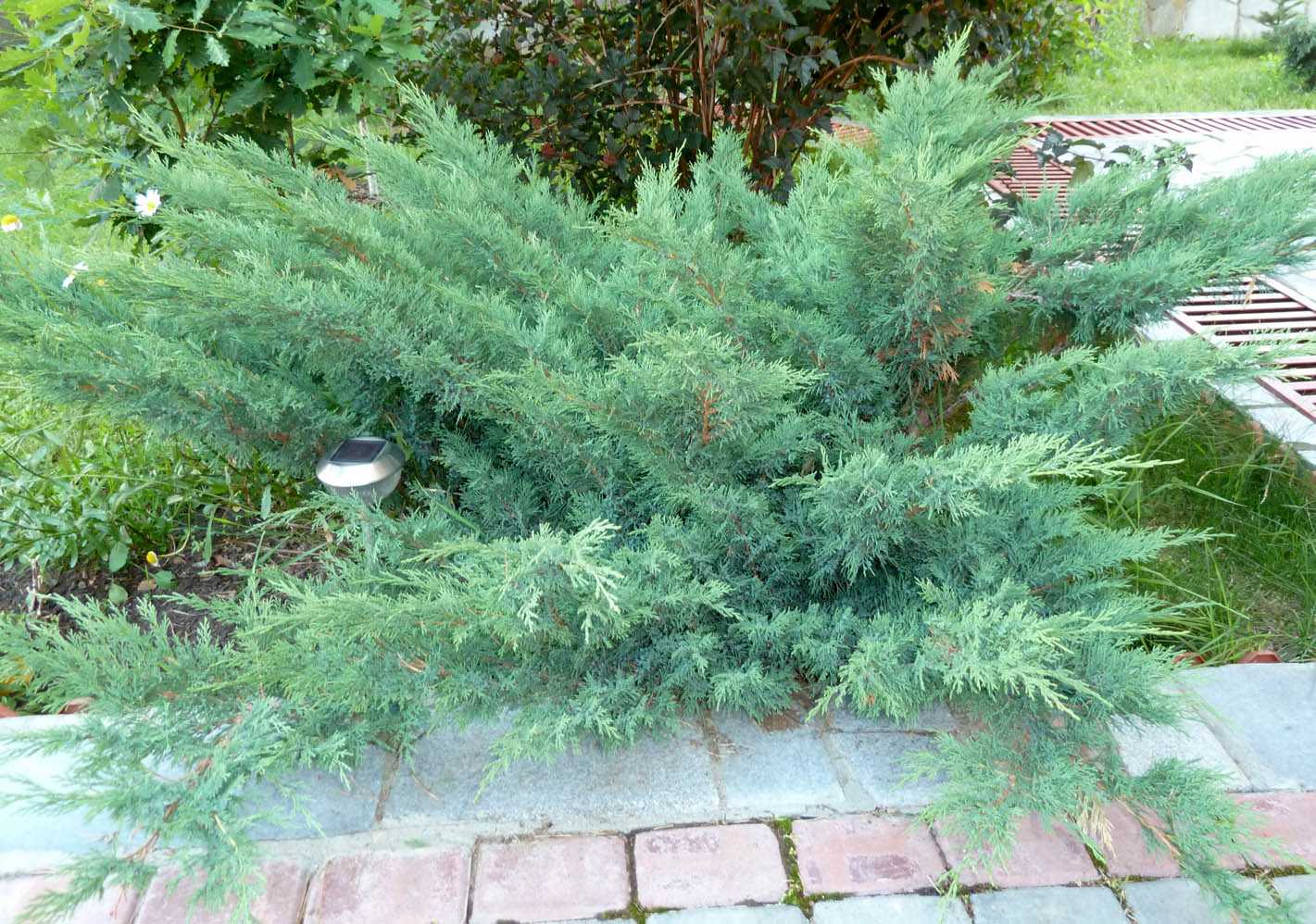 Можжевельник горизонтальный вилтони (juniperus horyzontalis wiltonii)
