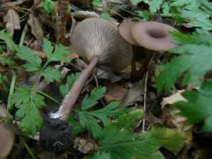 Говорушки — популярные разновидности грибов