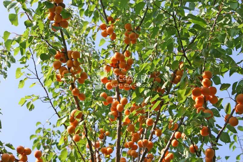 Выращивание абрикосов в средней полосе