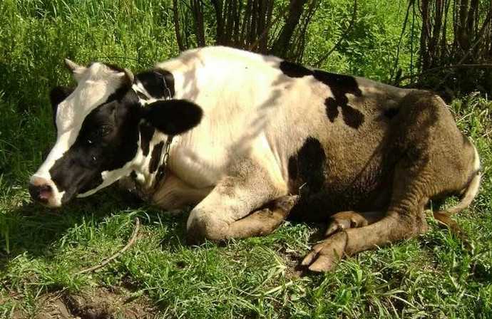 Парамфистоматидозы у коров - болезни коров