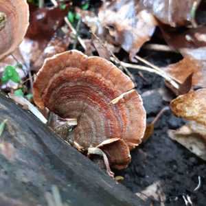 Траметес пушистый – целебный гриб