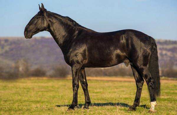 Карачаевская порода лошадей: описание, характеристики и фото