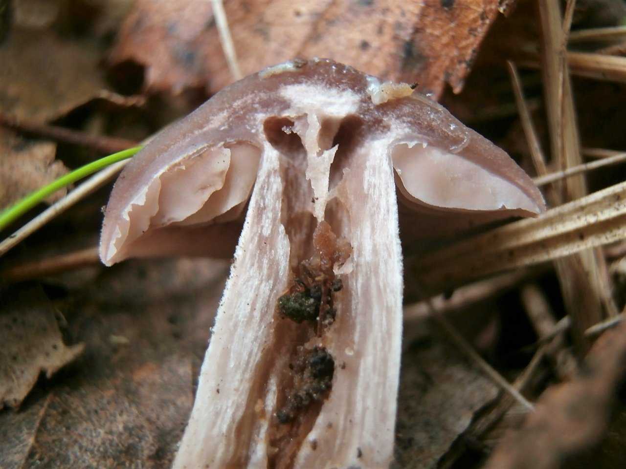 Строчок обыкновенный - фото, описание, съедобный или ядовитый гриб