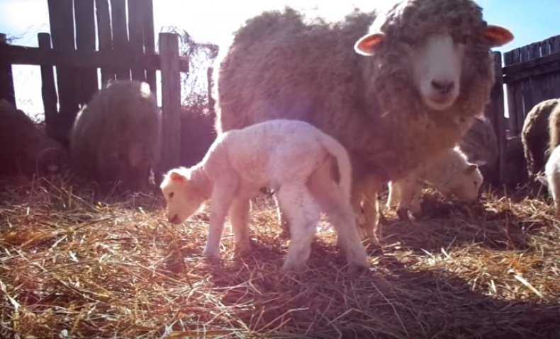 Правила разведения куйбышевской породы овец