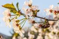 Апрельская обработка яблонь в 2019 году: самые опасные болезни и вредители, схемы защитных обработок | спутниковые технологии