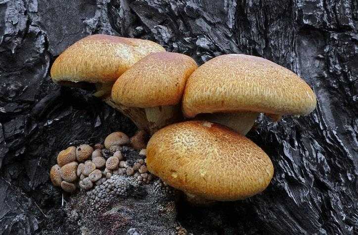 Лепиота гребенчатая: чем опасен гриб?