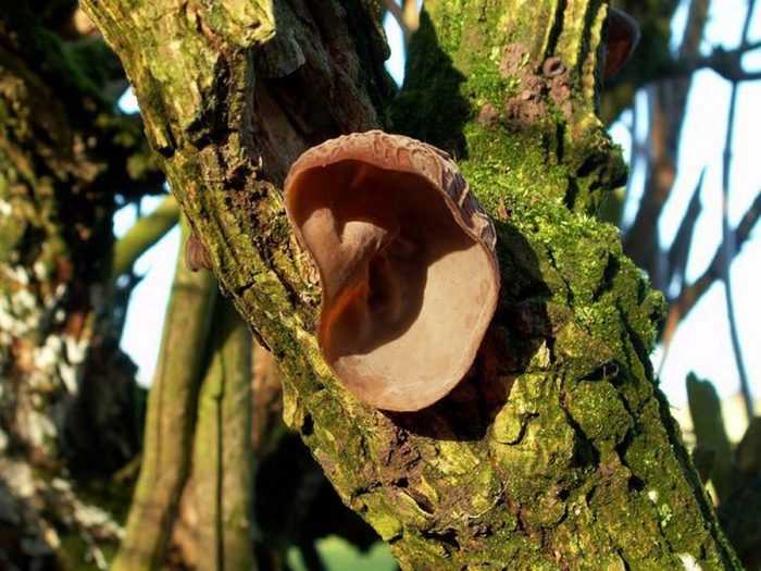 Черный древесный гриб, иудино ухо, аурикулярия уховидная или черный китайский гриб муэр