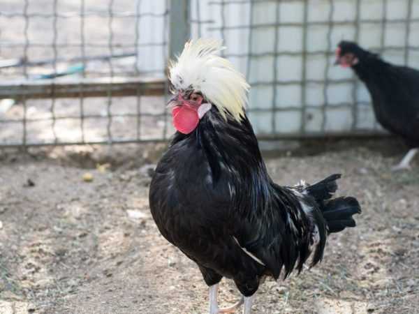 Голландская белохохлая порода кур: описание, фото, отзывы
