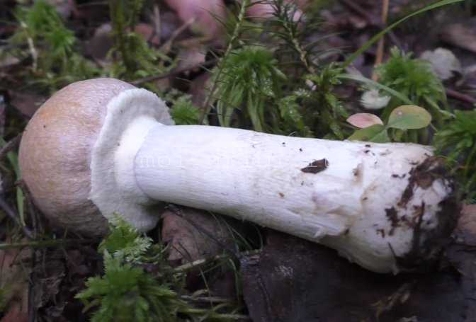 Агроцибе эребия: где растет, как выглядит, фото, съедобность гриба