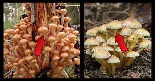 Какие грибы растут в подмосковье в октябре 2020 года | общество | селдон новости