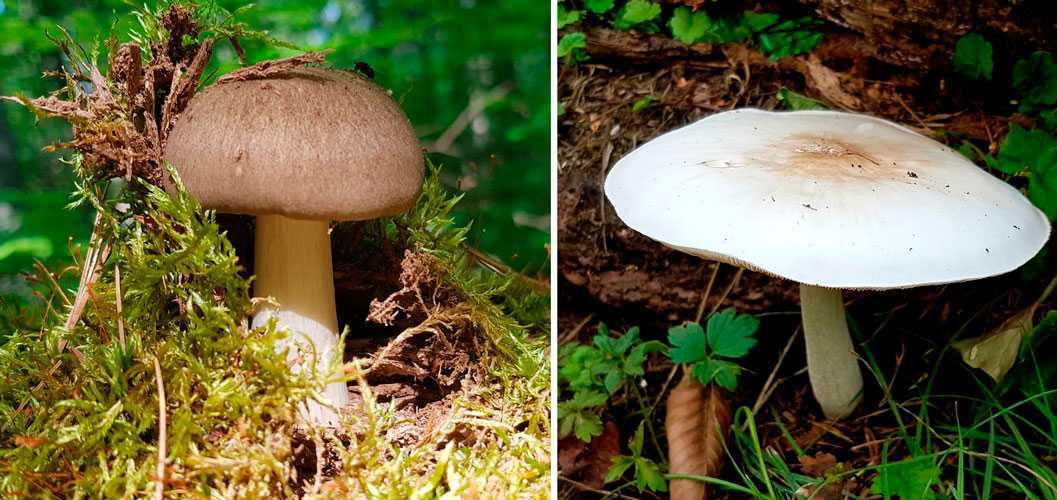 Коллибия скученная (gymnopus acervatus): как выглядят грибы, где и как растут, съедобны или нет