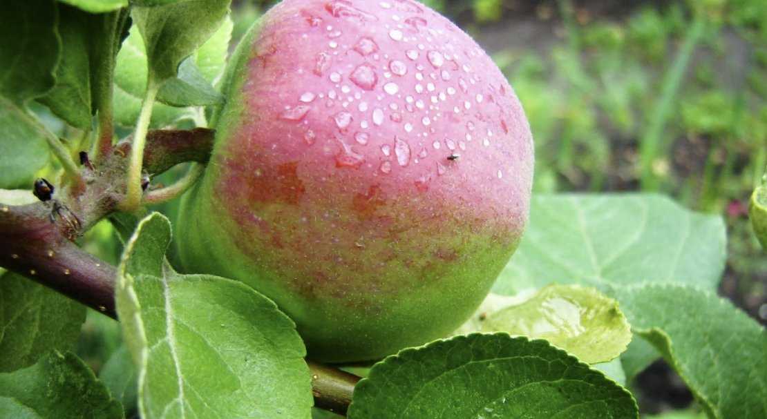 Яблоня летнее полосатое
