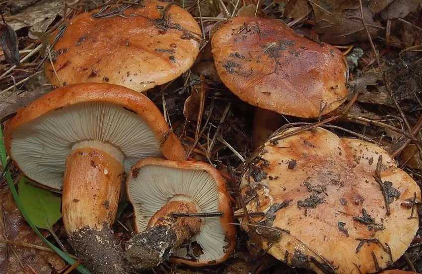 Рядовка бело-коричневая: как узнать гриб и отличить его от похожих видов. Польза и вред. Где растет, правила сбора и приготовления.