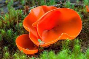 Сатанинский гриб: насколько он действительно опасен